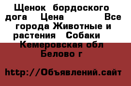 Щенок  бордоского  дога. › Цена ­ 60 000 - Все города Животные и растения » Собаки   . Кемеровская обл.,Белово г.